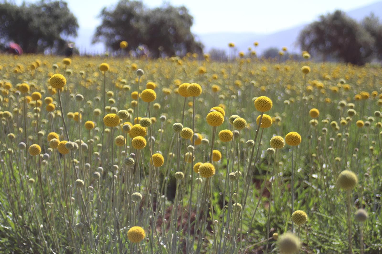 Billy buttons growing on our farm