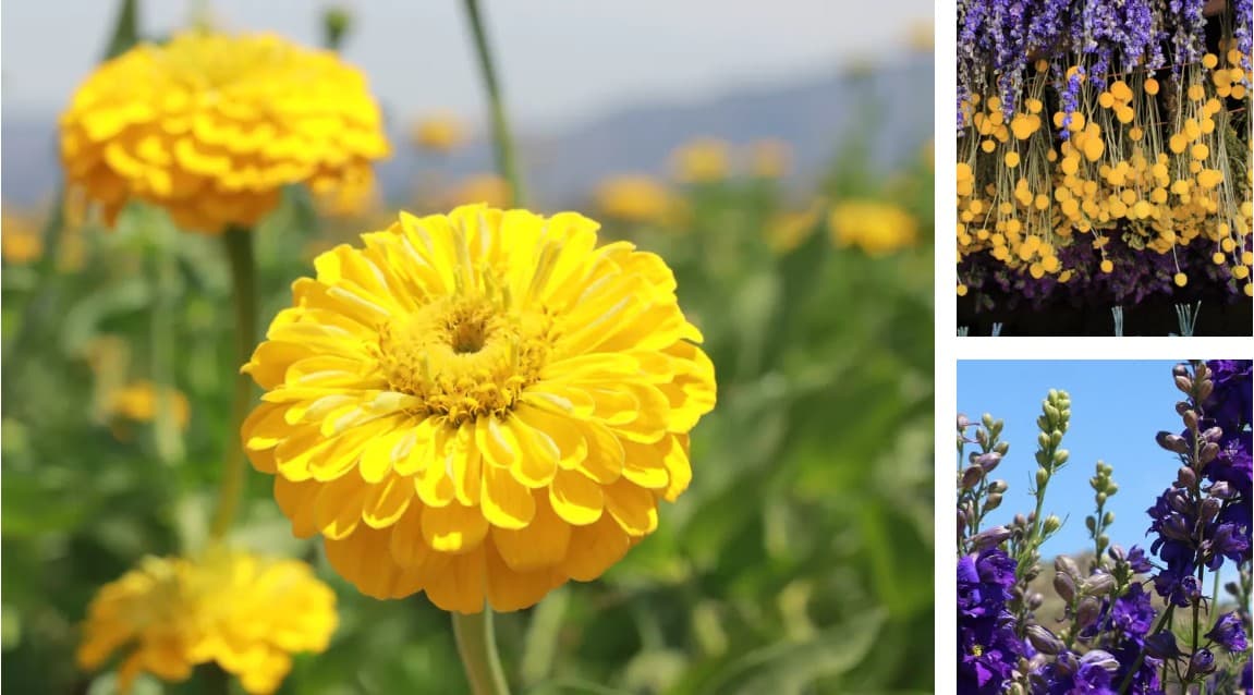 Farm flowers variety