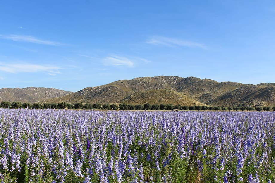 Lavender fields on our farm