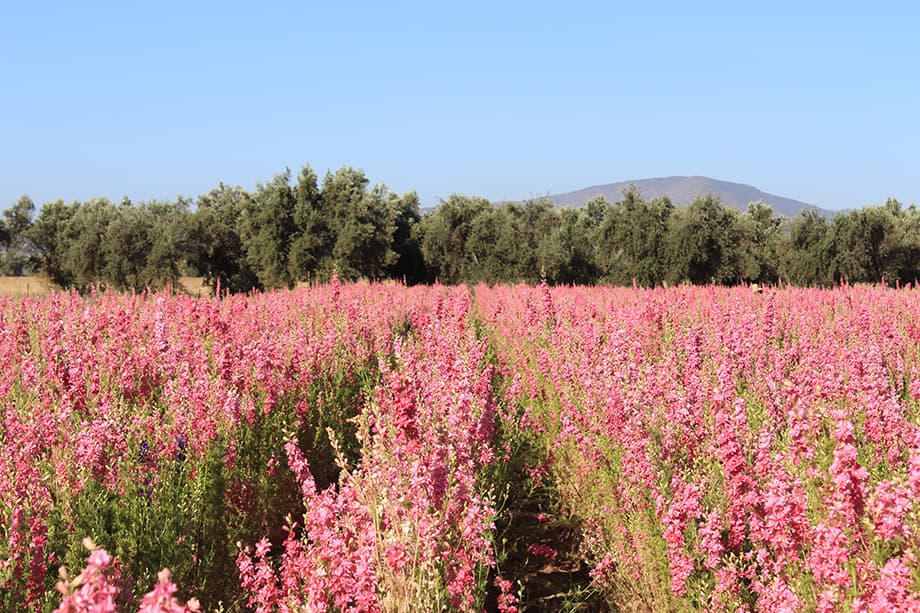 Pink flower fields