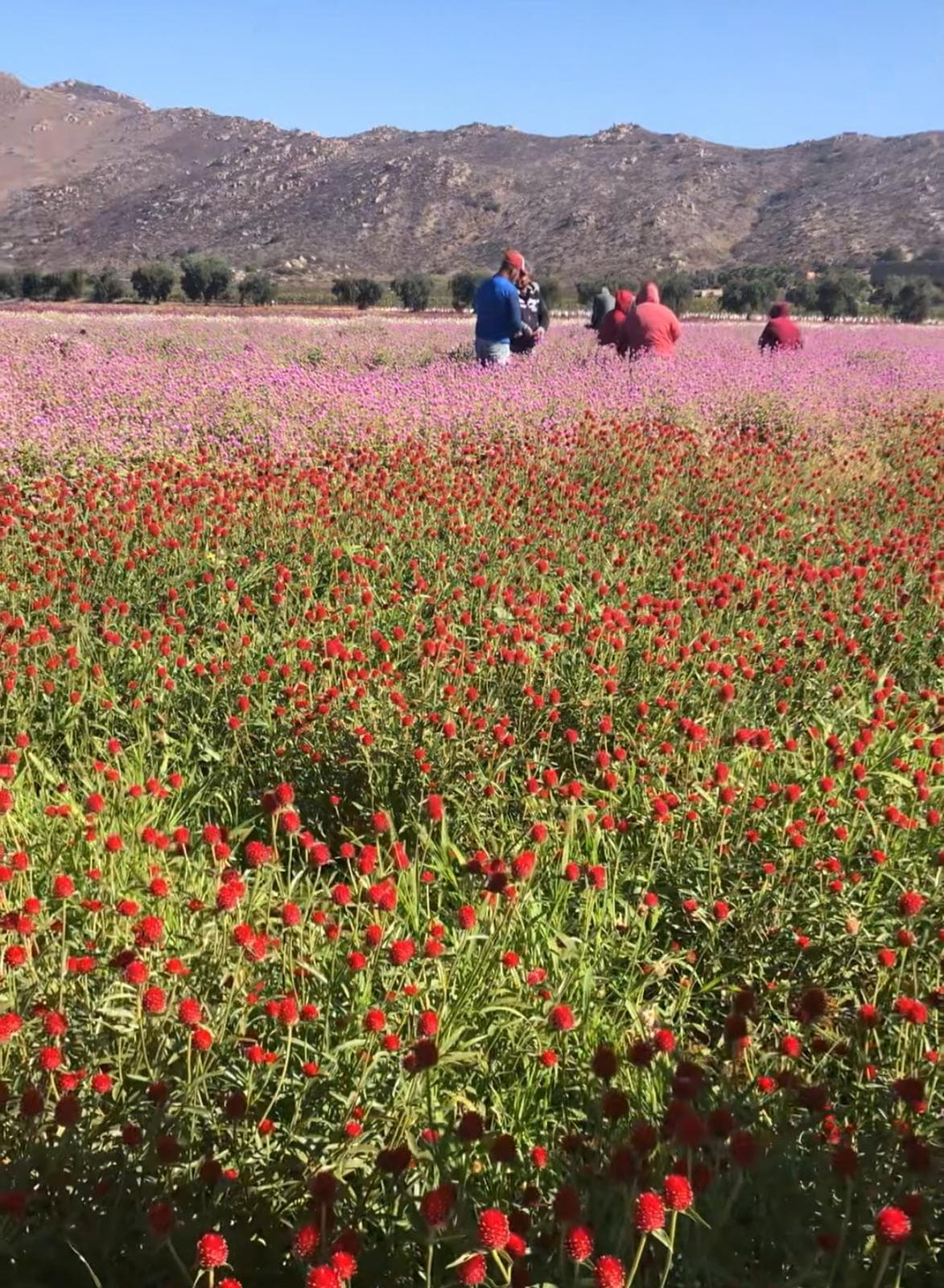 Globe amaranth harvest