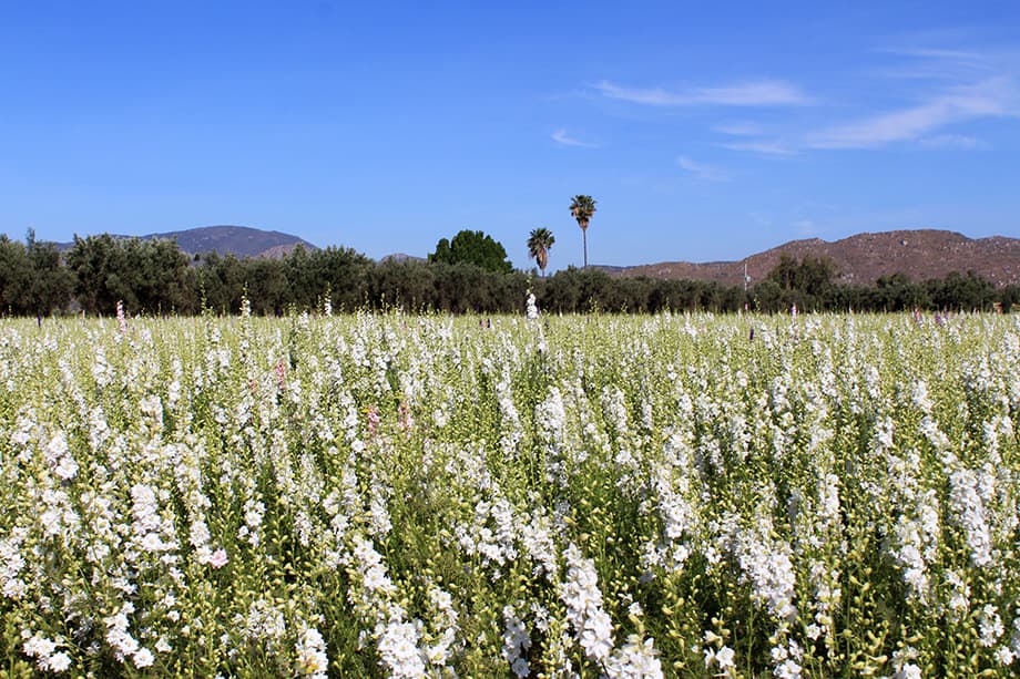 White larkspur fields with mountain backdrop