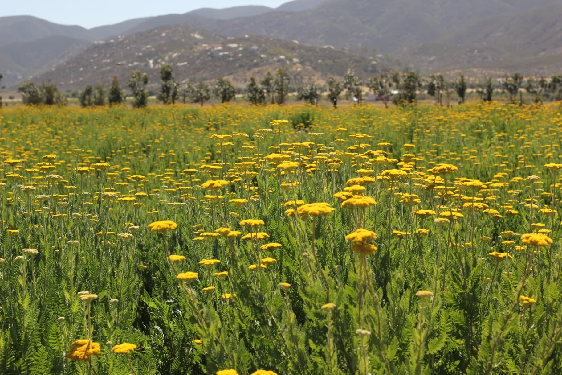Golden yarrow fields
