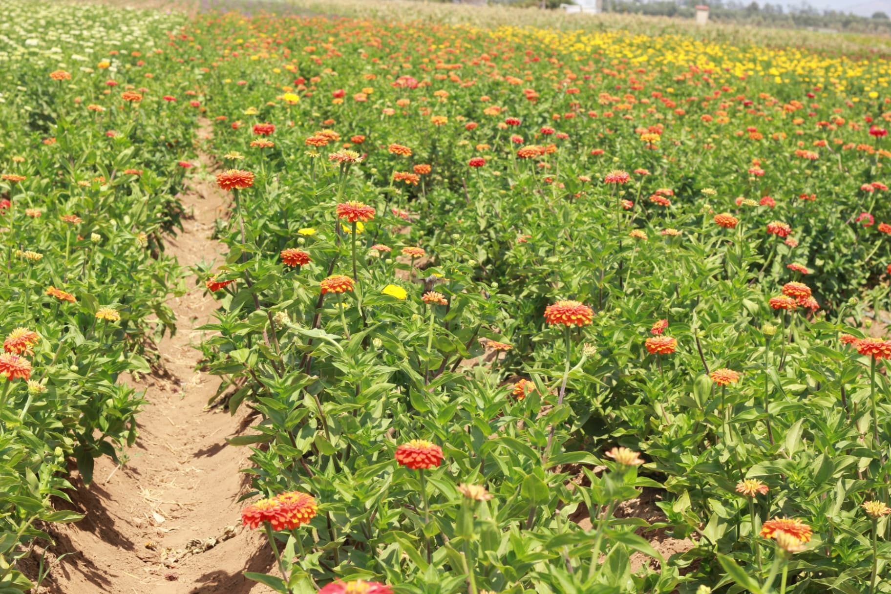 Rows of colorful zinnias