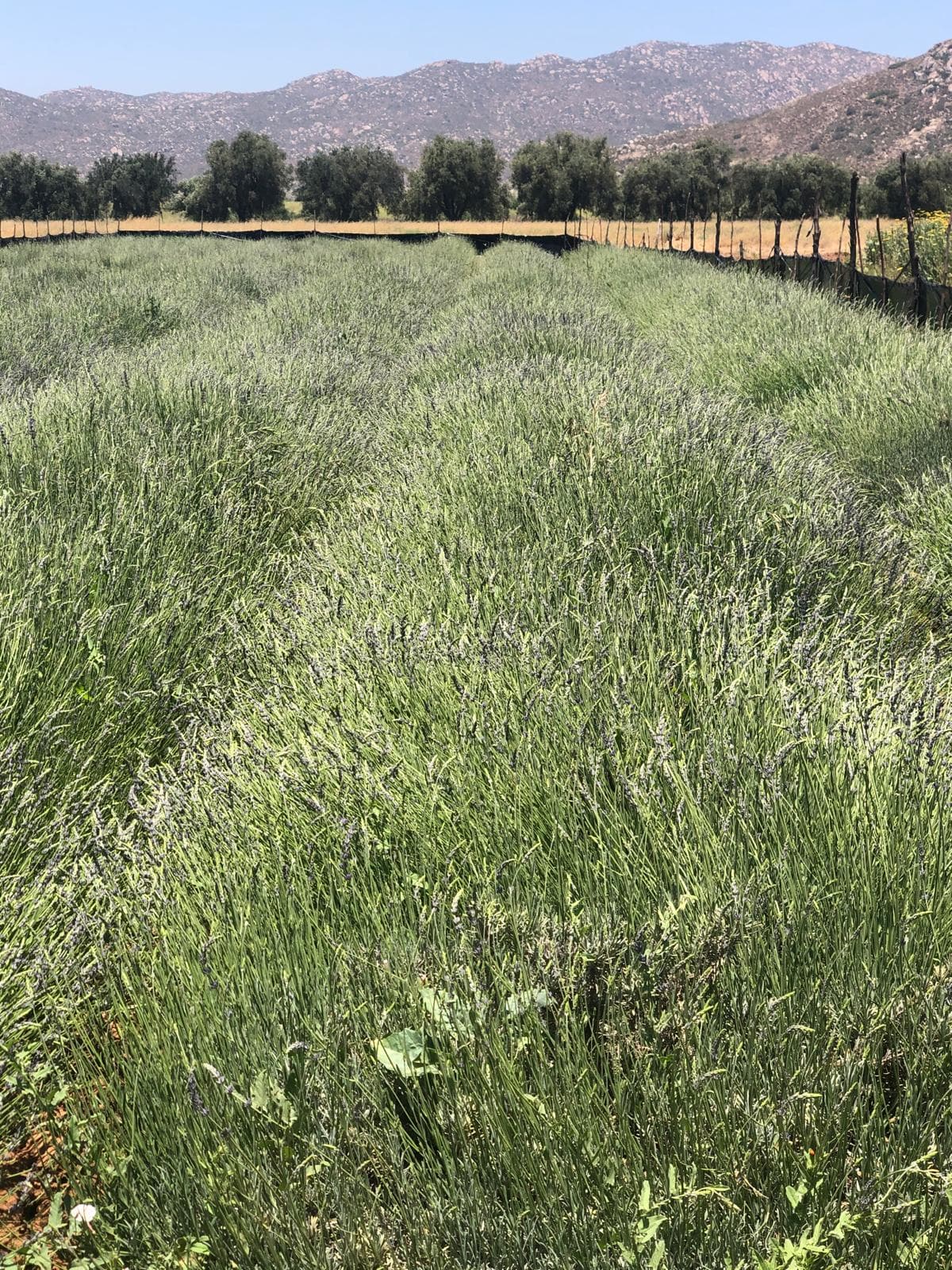Lavender field in the wine country